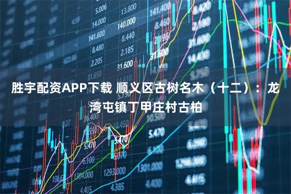 胜宇配资APP下载 顺义区古树名木（十二）：龙湾屯镇丁甲庄村古柏